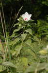 Swamp rosemallow